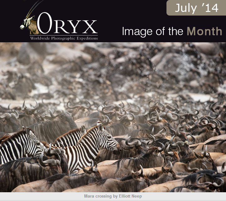 ORYX - WPE July Image of the Month
